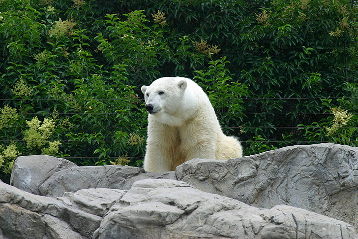 beruang kutub, kebun binatang, putih, satwa liar, alam, batu, di luar rumah
