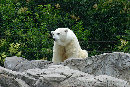Polarni medvjed, Zoološki vrt, bijeli, biljni i životinjski svijet, priroda, stijena, na otvorenom