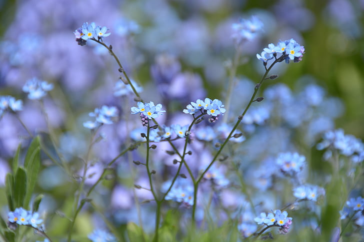 flower, blue, forget me maybe, grass, fragility, nature, growth