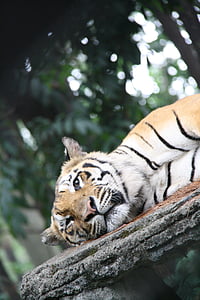 Tiger, sömnig, stora, katt