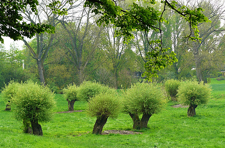pollarded willows, pasienky, pasienky stromov, Príroda, Príroda, lúka, Zelená
