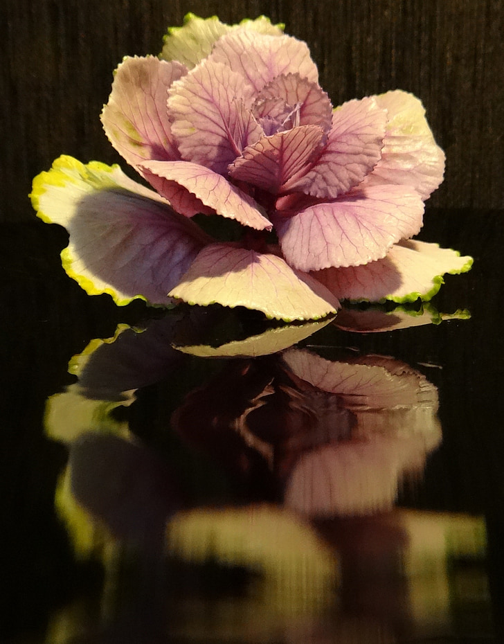 cabbage flower, blossom, bloom, macro, mirroring, glazed includes, leaf
