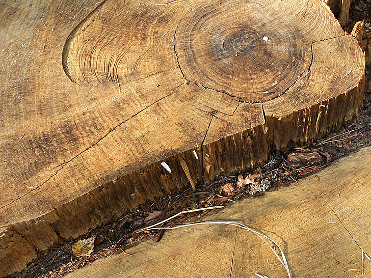 stump, rings, defeated, wood, oak