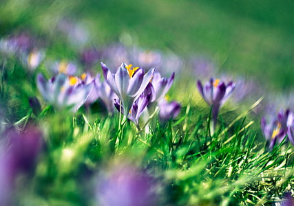 绿色, 草, 紫色, 花, 花瓣, 绽放, 自然