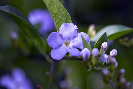 花, マクロ撮影, 熱帯, 紫, 毛の花, 小さな, 芽
