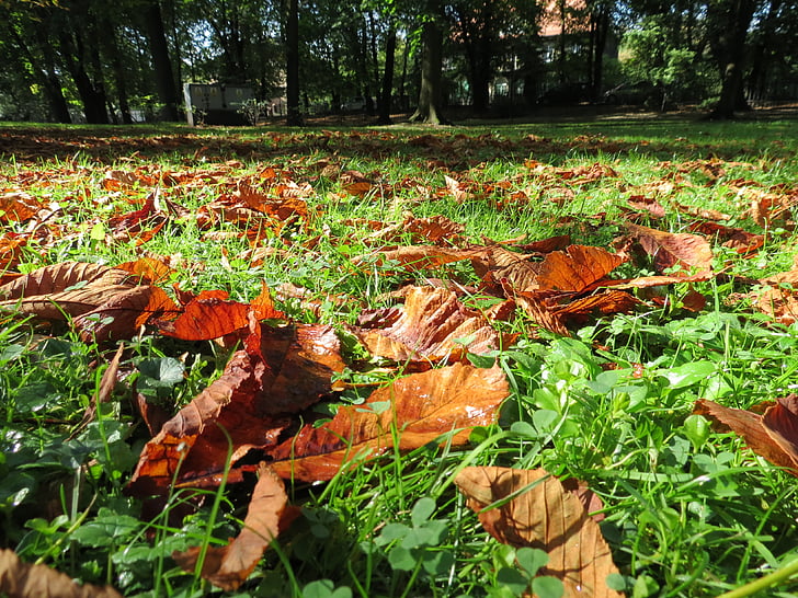 podzim, listoví, Příroda, parku, strom, podzimní listí, zlatý podzim