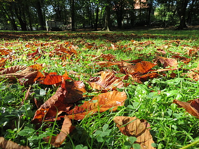 jesień, liści, Natura, Park, drzewo, liście jesienią, Złota Jesień