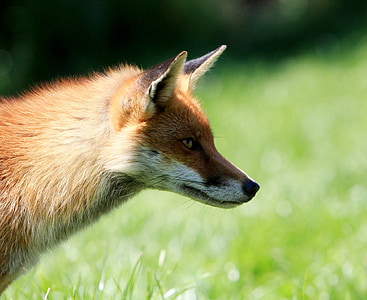 fox, red, animal, wild, wildlife, close-up, details