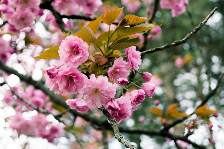 flowers, tree, spring, blossom, nature, pink, branch