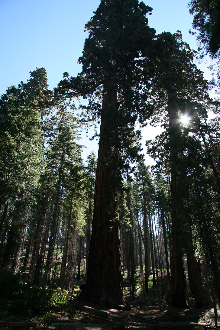 redwood, trees, giant, yosemite, park, natural, national