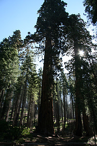 Redwood, puut, jättiläinen, Yosemite, Park, luonnollinen, kansallisten
