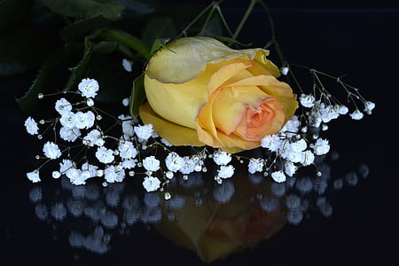 Róża, kwiat, Bloom, kwiat, Róża Kwiat, gipsówki, romantyczny
