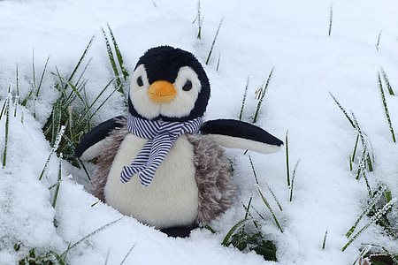 penguin, stuffed animal, winter, snow, cold, cute