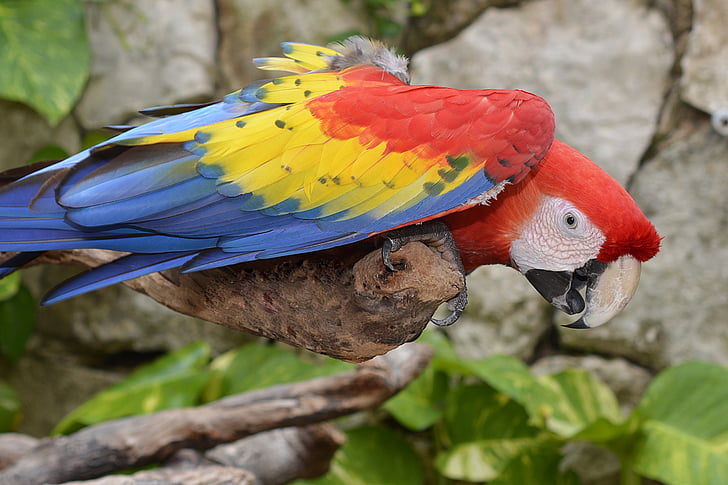 παπαγάλος, Ara, πολύχρωμο, πουλί, χρώμα, φτέρωμα, ζώο