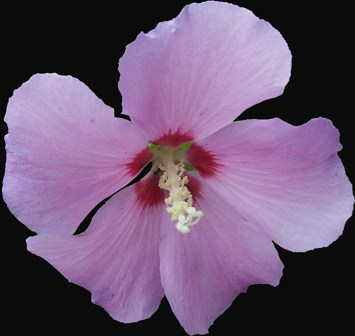hibiscus, garden hibiscus, mallow, pink, purple, isolated