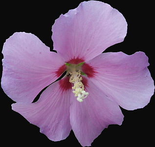 Hibiscus, hibiscus de gradina, nalba, roz, violet, izolat