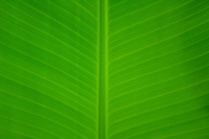 banana, leave, green, nature, leaf, fresh, healthy
