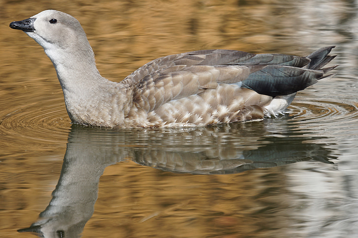 blue wing goose, duck bird, half goose, aggressive, overawing attitude, cyanochen cyanopterus, wildlife photography