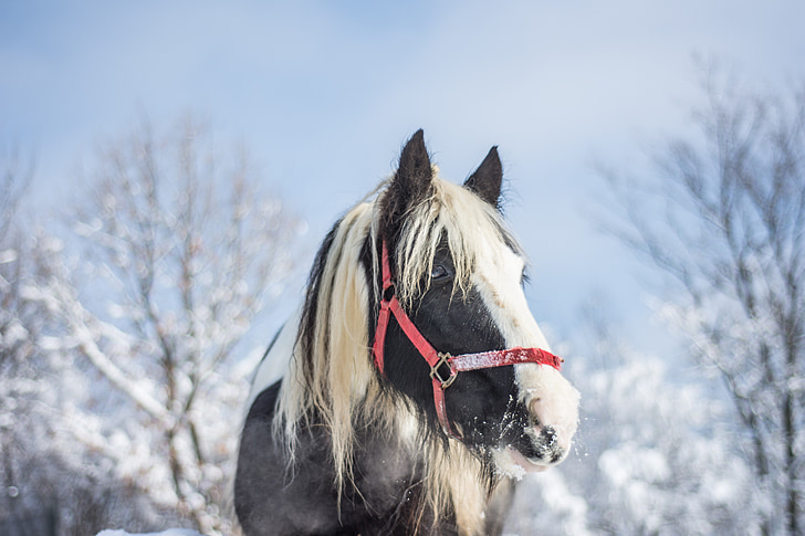 kuda, musim dingin, salju, hewan, alam, putih, Stallion