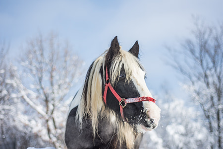 konj, pozimi, sneg, živali, narave, bela, žrebec