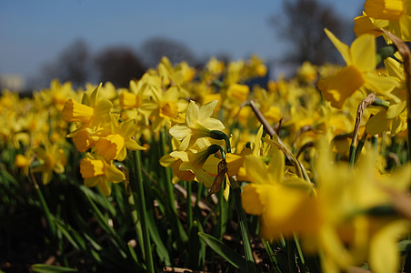 Narcis, blommor, blomma, blommor fält, naturen, gul