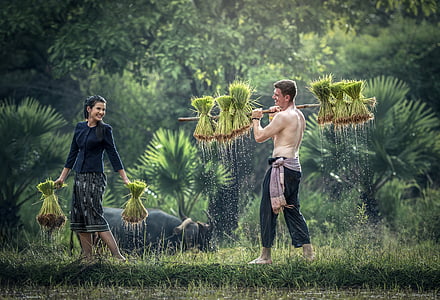 mascota, Golf, con el crecimiento, la cosecha, esperanza, Myanmar Birmania, corteza de arroz