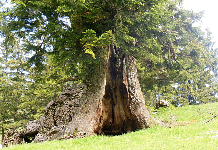 zapisnik, špilja, stablo špilja, staro drvo, hochfelln, Bavaria, Gornje Bavarske