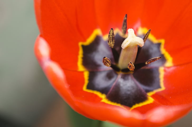 květ, makro, červené květy, tulipány, květinové, závod, přírodní