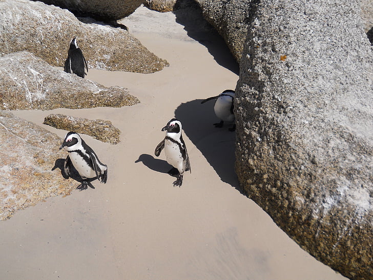 boulders, penguins, sand rock, boulders beach, south africa, holiday, animal