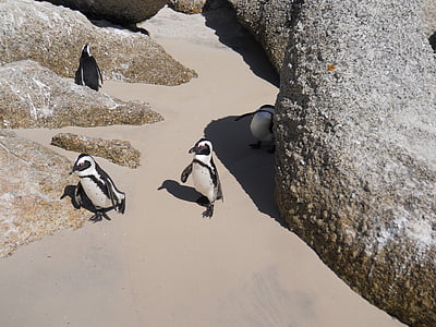 岩, ペンギン, 砂の岩, 岩のビーチ, 南アフリカ, 休日, 動物