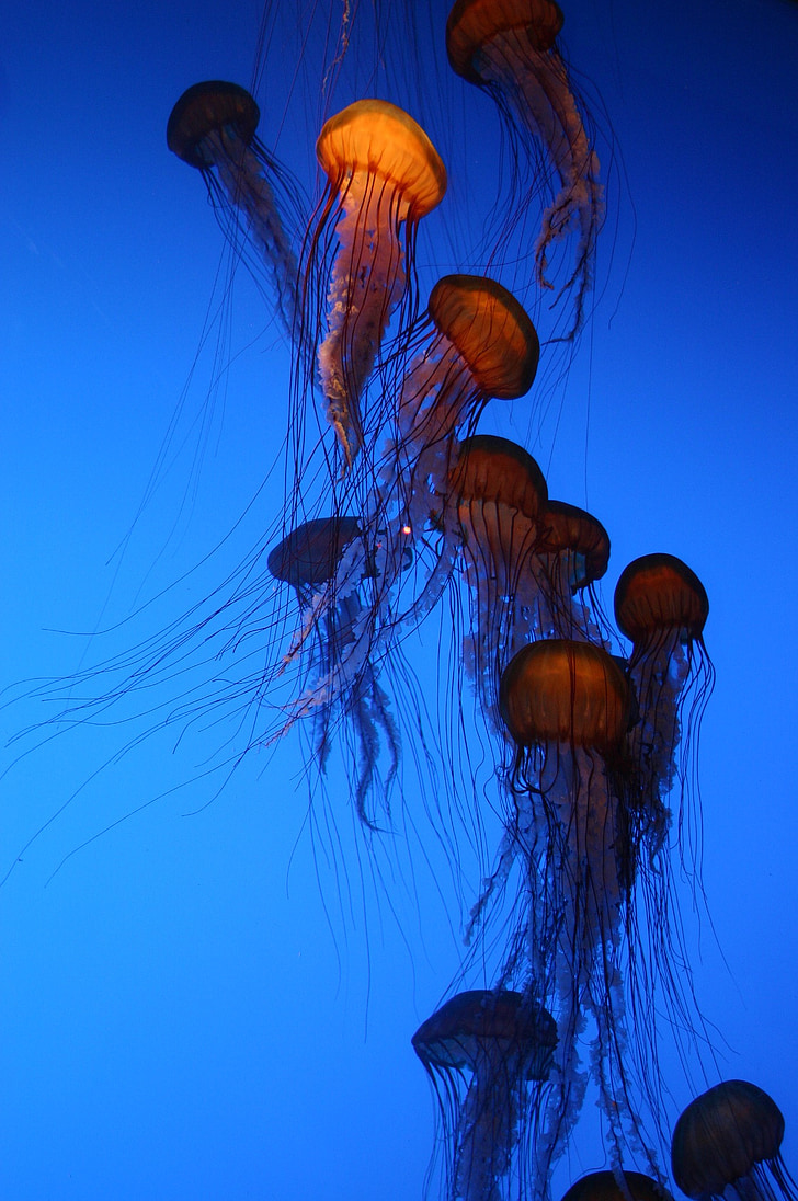 meduses, Aquari, blau, Tancs de peixos, meduses, gelatines, aquari d'Atlanta