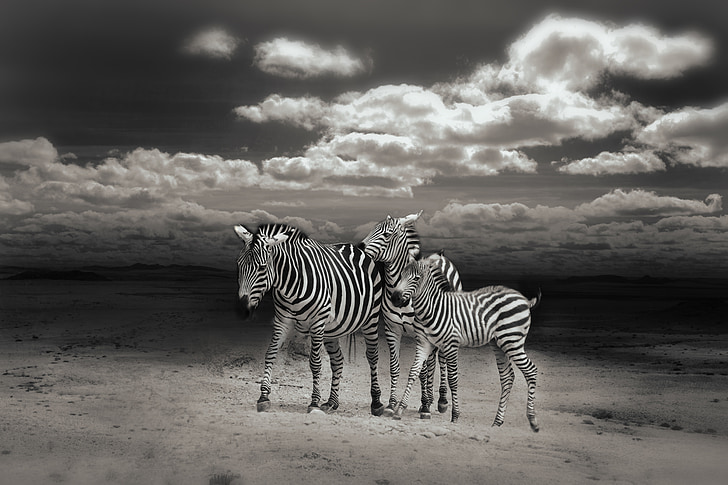 zebrák, vadon élő állatok, Zebra átkelőhely, a körülöttünk lévő világ, Afrika, állatok, vadon élő