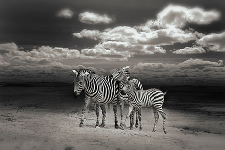 Zebras, vilde dyr, fodgængerfeltet, dyrenes verden, Afrika, dyr, vilde