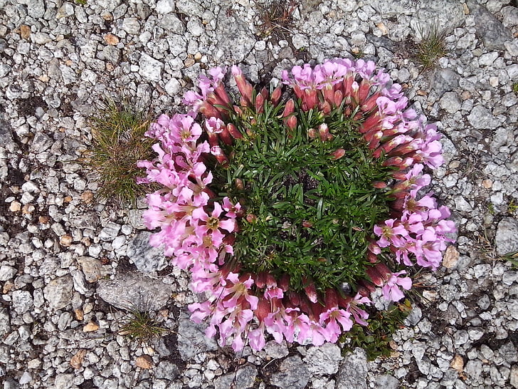 alpine flowers, pebble, pink, stone, growing