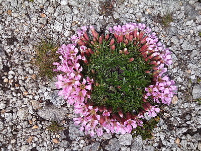 flori alpine, plaje de prundis, roz, Piatra, în creştere