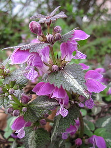 Lamium maculatum, Plankumainā deadnettle, Plankumainā henbit, violetu pūķi, Wildflower, Flora, botānika