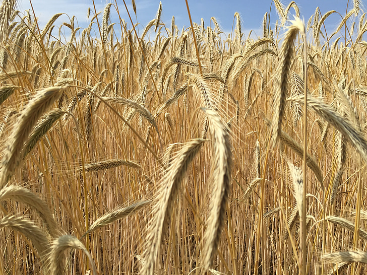 pšenica, žitarice, šiljak, polje kukuruza, obradivo