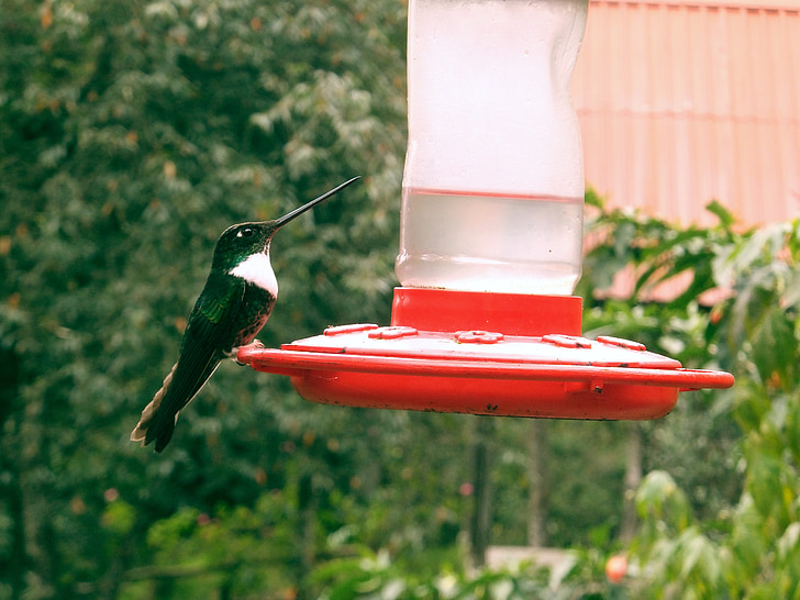 Hummingbird, burung, Cantik, bernyanyi, Tutup, hewan, sayap