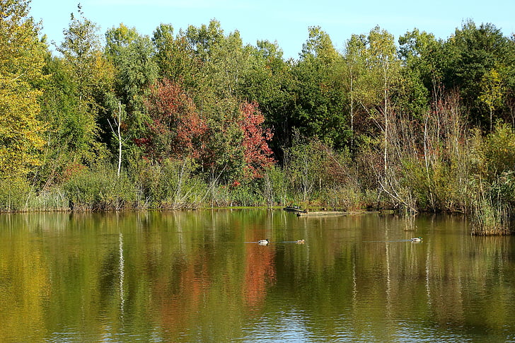 jezero, šuma, jesen, priroda, krajolik, jesenje šume, vode