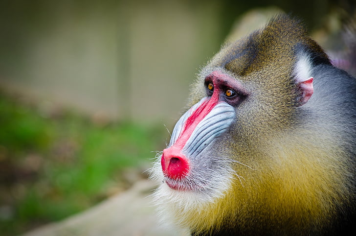 animal, close-up, valent, mico, primats, vida silvestre, un animal