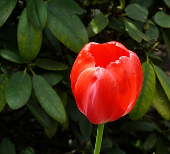 Lala, Crveni, cvatu, proljeće, cvijet, tulipani, priroda