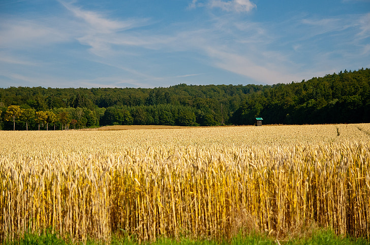 field, landscape, summer, cereals