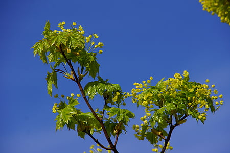 メープル, カエデの花, 落葉性の高木