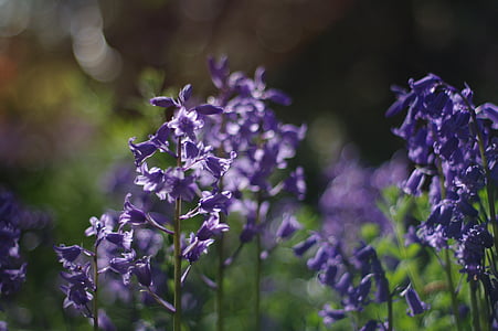 紫色, 蓝铃花, 春天, 特写, 快乐, 光