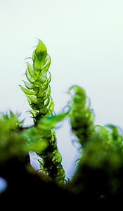 green, macro, moss, nature, plant, frisch, fragile