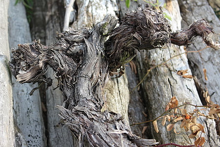 wood, old wood, death wood, branch, weathered, gnarled