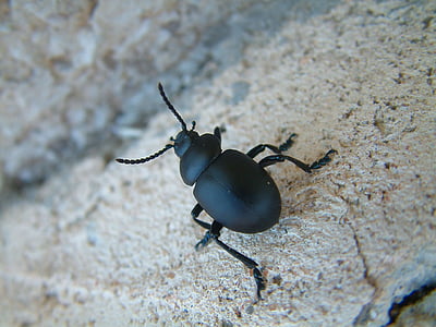 timarque, spit-blood, beetle black, timarcha tenebricosa, insects, insect, beetle