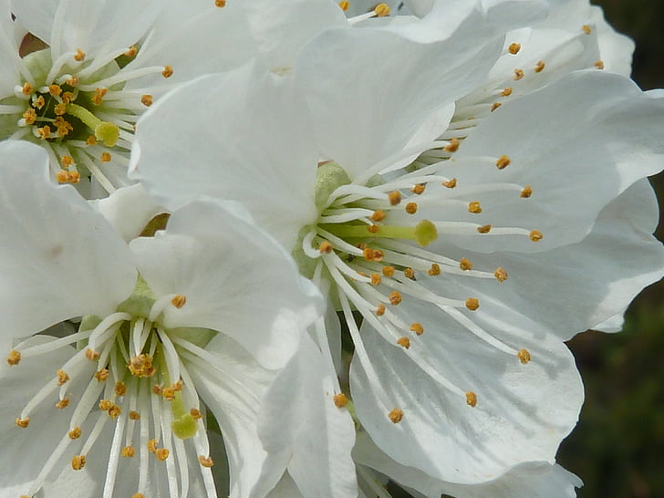 вишни в цвету., Белый, Весна, Белый цветок., вишня, дерево, Блоссом