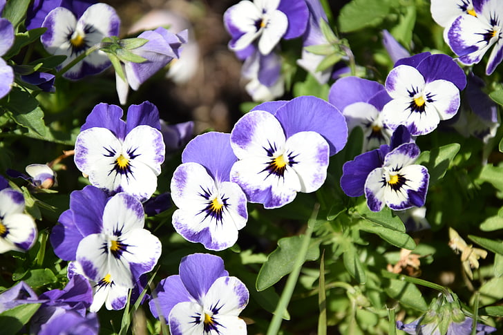 Penny, květiny, bílá, fialová, Japonsko, přírodní, Viola