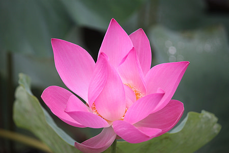virágok, Lotus, gyönyörű, Lotus levegő, zöld, növények, víz